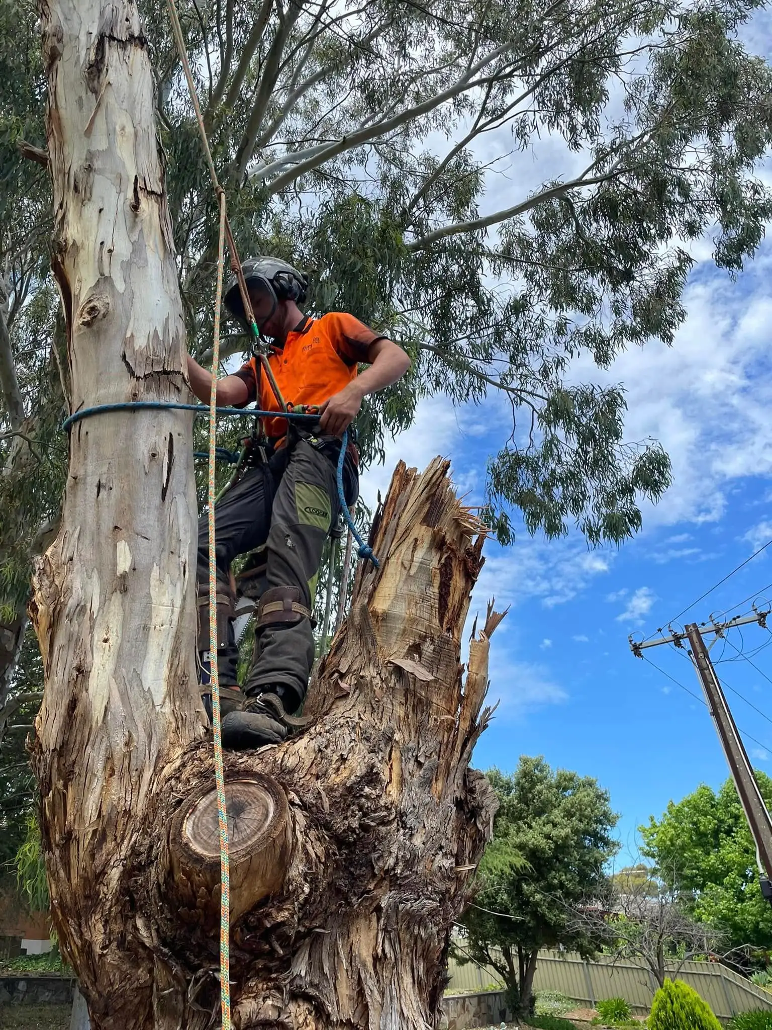Stump grinding job completed on a backyard lawn area